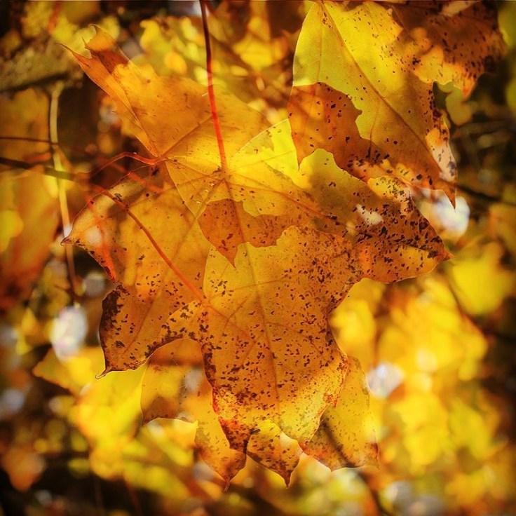 Alkaseltz citation Lamartine