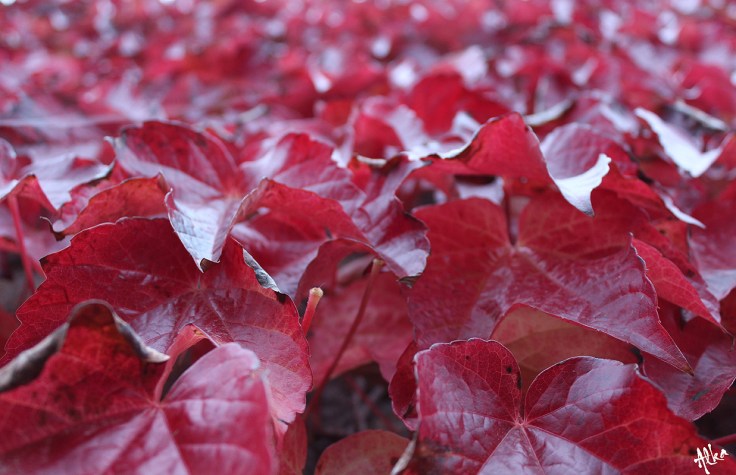 Alkaseltz citation Sylvain Tesson
