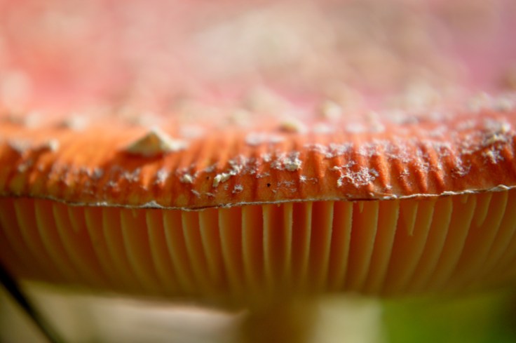 Béa Amanite Tue Mouche