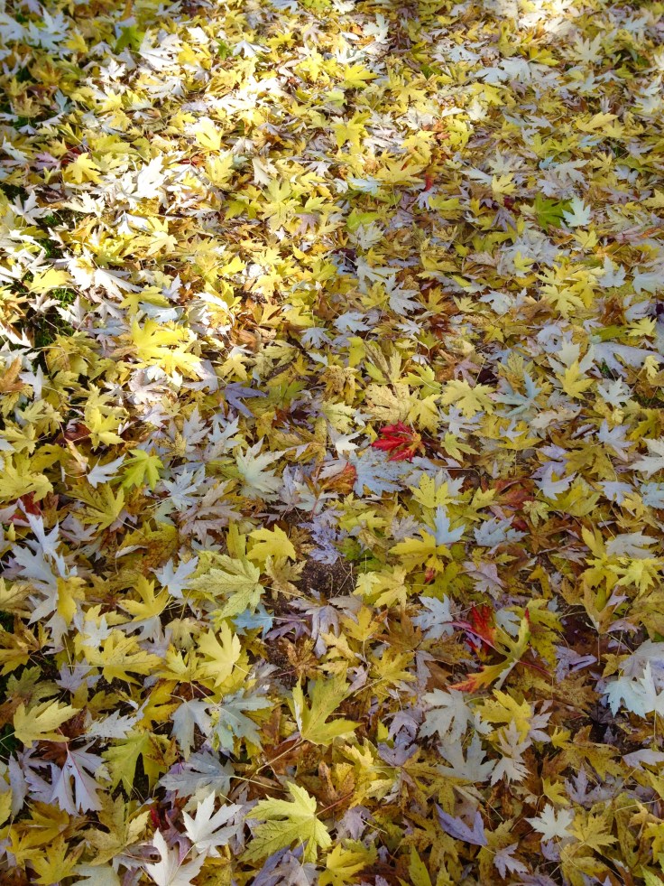 Laurine citation Proust 2