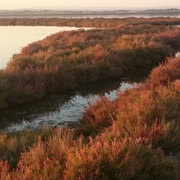 Miaw Lilia description