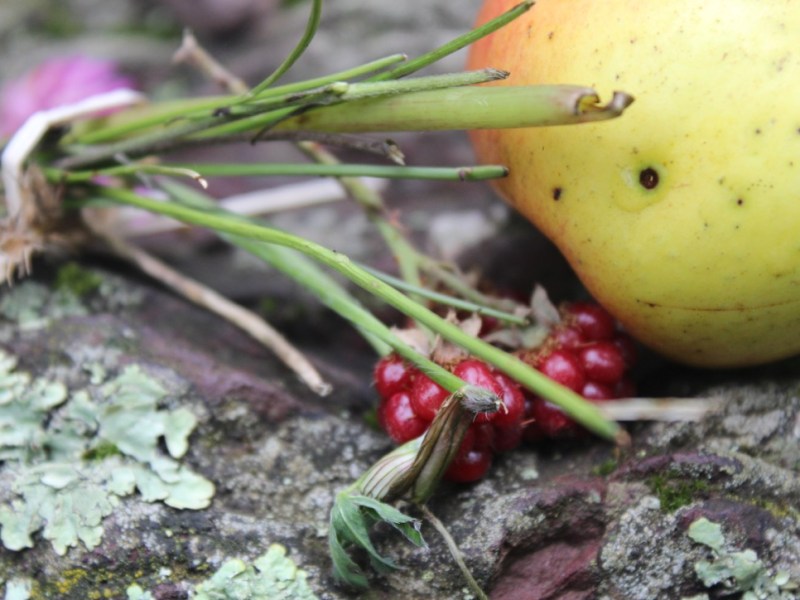 [Escapades #17] Dans la forêt enchantée…
